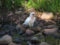 Major Mitchell's Cockatoo